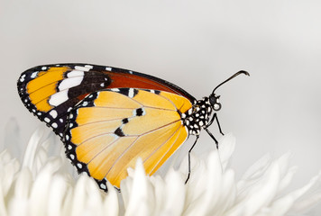 Macro shots, Beautiful nature scene. Closeup beautiful butterfly sitting on the flower in a summer garden. . Monarch, Danaus plexippus is a milkweed butterfly (subfamily Danainae) in the family Nympha