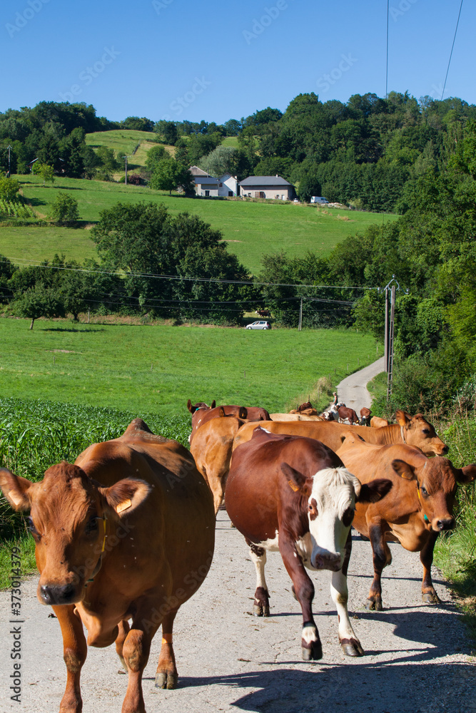 Sticker Herd of cows producing milk for Gruyere cheese in France in the spring