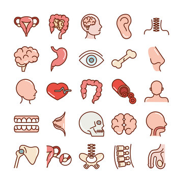 human body anatomy organs health intestine head ear blood skull brain icons collection line and fill