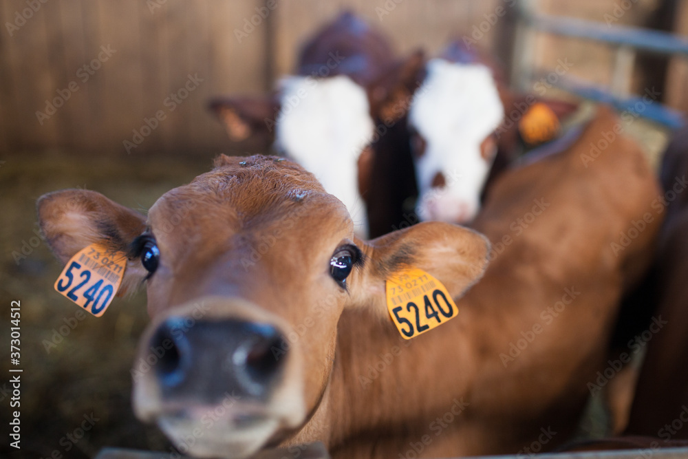 Sticker Factory for milking cows used to make Gruyere cheese in France