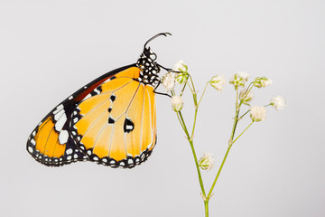 Macro shots, Beautiful nature scene. Closeup beautiful butterfly sitting on the flower in a summer garden. . Monarch, Danaus plexippus is a milkweed butterfly (subfamily Danainae) in the family Nympha