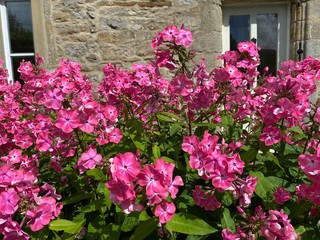 Deep pink flowers, near a cottage, in Leyburn, Yorkshire, UK
