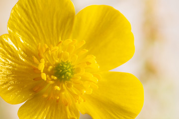 Macro closeup view of yellow flower. Pistil and stamen details. Ranunculus acris flower
