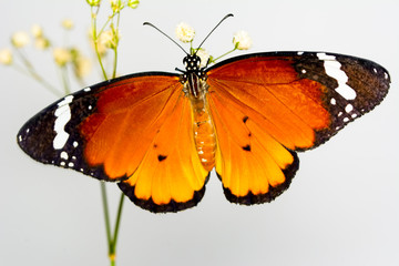 Macro shots, Beautiful nature scene. Closeup beautiful butterfly sitting on the flower in a summer garden. . Monarch, Danaus plexippus is a milkweed butterfly (subfamily Danainae) in the family Nympha