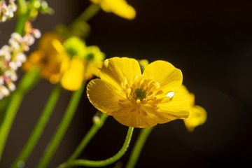 Small yellow flower in bouquet backlit