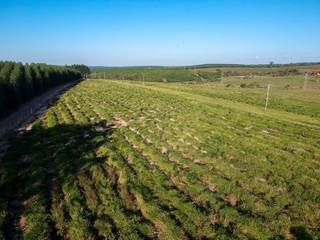 Fototapeta na wymiar Aerial view made by drone of a field with eucalyptus planted seedlings in Brazil