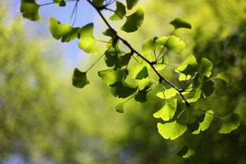 銀杏の新緑