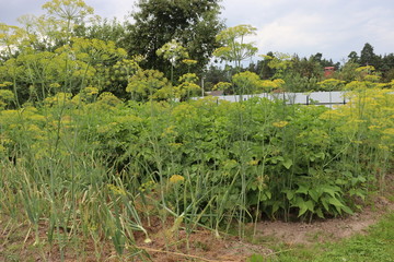 agricultural garden in belarusian village