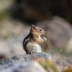 squirrel on the ground