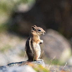 Fototapeta premium chipmunk on a rock