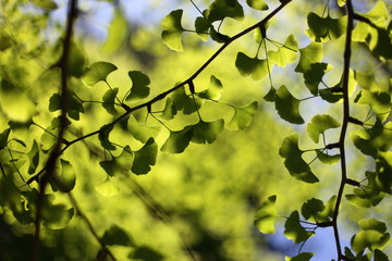 銀杏の新緑