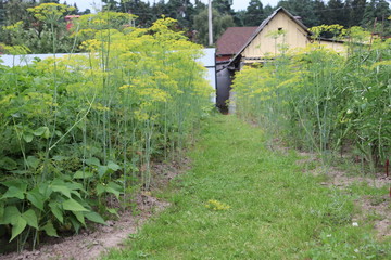 agricultural garden in belarusian village