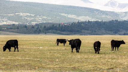 Fairplay, Colorado /USA  Cows graze freely in the fields of Colorado. 