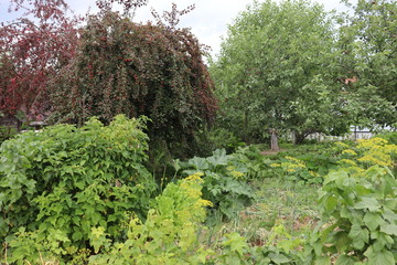 agricultural garden in belarusian village