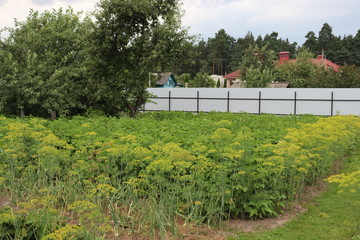 agricultural garden in belarusian village