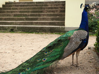 Obraz premium Peacock and stairs (Dendrological Garden in Przelewice (arboretum przelewice) Poland)