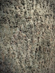 wood background 