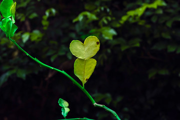 a kaffir lime leaves with heart shape nature