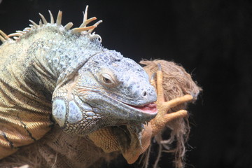 こちらを馬鹿にしたような、なんとなく腹の立つ表情をしているグリーンイグアナ