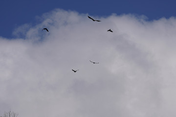 crows in the sky