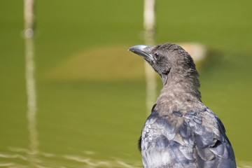 close up of a crow