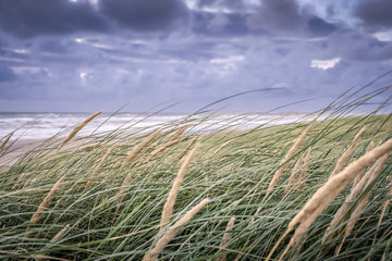 Dünengras an der Nordsee in Dänemark bei stürmischen Wetter