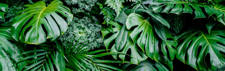 Tropical jungle green leaves background, fern, palm and Monstera Deliciosa leaf on wall with dark green, nature floral forest plant pattern concept background - obrazy, fototapety, plakaty