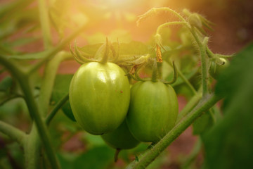 macro photography of green young tomatoes plant on a garden. grow in sun light, organic healthy vegetables.