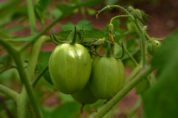 macro photography of green young tomatoes plant on a garden. grow in sun light, organic healthy vegetables.