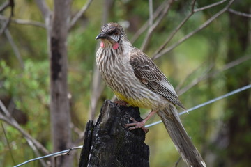red wattlebird on a stump