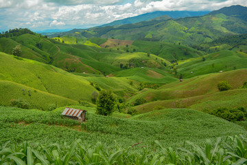 Fototapeta premium Corn farm on hill with ,Nan Province ,thailand