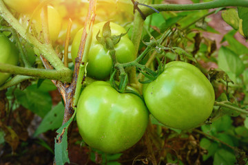 DSC_0870_macro photography of red tomatoes plant on a garden. grow in sun light, organic healthy vegetables.