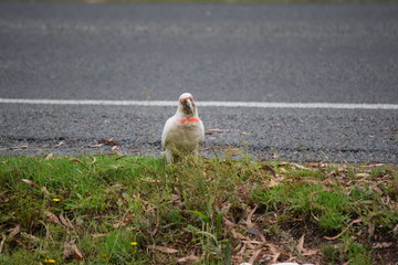white cockatoo by road © Eric