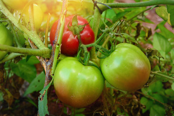 DSC_0870_macro photography of red tomatoes plant on a garden. grow in sun light, organic healthy vegetables.