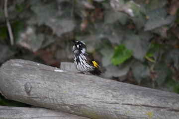 Small yellow songbird near melbourne
