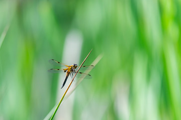 Four-spotted chaser (Libellula quadrimaculata) dragonfly on blades of grass, nice close-up with details.
