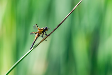 Four-spotted chaser (Libellula quadrimaculata) dragonfly on blades of grass, nice close-up with details.