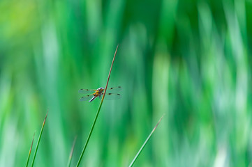 Four-spotted chaser (Libellula quadrimaculata) dragonfly on blades of grass, nice close-up with details.