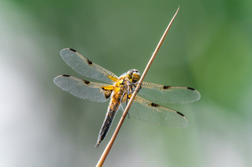Four-spotted chaser (Libellula quadrimaculata) dragonfly on blades of grass, nice close-up with details.