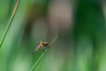 Four-spotted chaser (Libellula quadrimaculata) dragonfly on blades of grass, nice close-up with details.