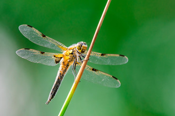 Four-spotted chaser (Libellula quadrimaculata) dragonfly on blades of grass, nice close-up with details.