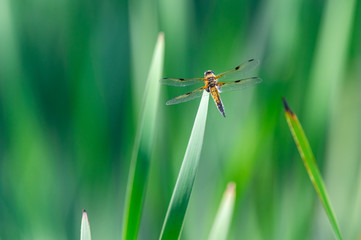 Four-spotted chaser (Libellula quadrimaculata) dragonfly on blades of grass, nice close-up with details.