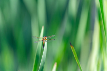 Four-spotted chaser (Libellula quadrimaculata) dragonfly on blades of grass, nice close-up with details.