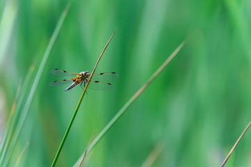 Four-spotted chaser (Libellula quadrimaculata) dragonfly on blades of grass, nice close-up with details.