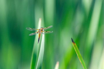 Four-spotted chaser (Libellula quadrimaculata) dragonfly on blades of grass, nice close-up with details.