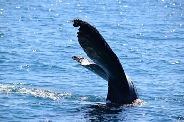 Obraz premium Humpback Whale tail Australia