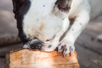 french bulldog plays with a log in nature. black and white dog. playful dog