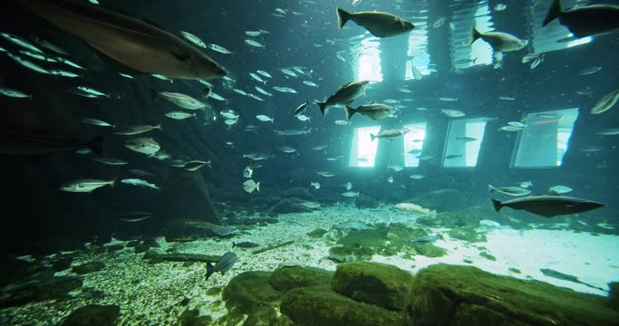 Aquarium Resembling Ambiance of Ocean Water with School of Fishes Swimming