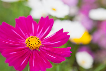 Obraz premium 赤いコスモスの花のクローズアップ 