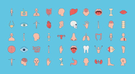 human body organs and parts icon set, line fill style